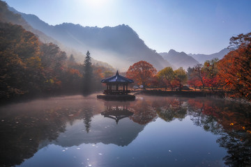 Autumn Maple  in Naejangsan national park, South korea - obrazy, fototapety, plakaty