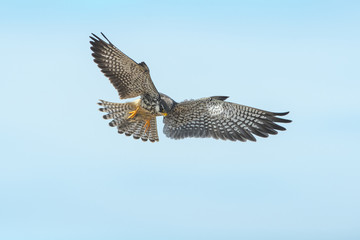 Amur Falcon bird hunting