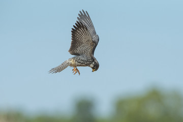 Amur Falcon bird hunting