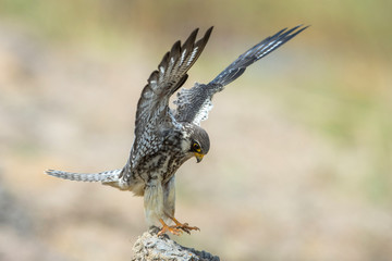 Amur Falcon bird hunting