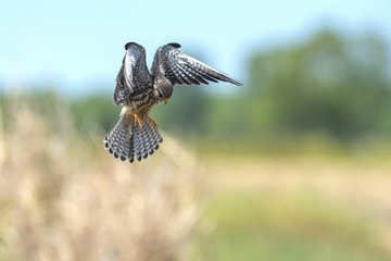 Amur Falcon bird hunting
