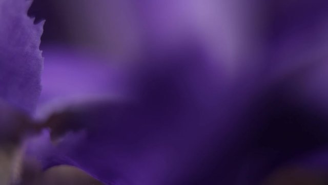 Slowly revolving iris flower