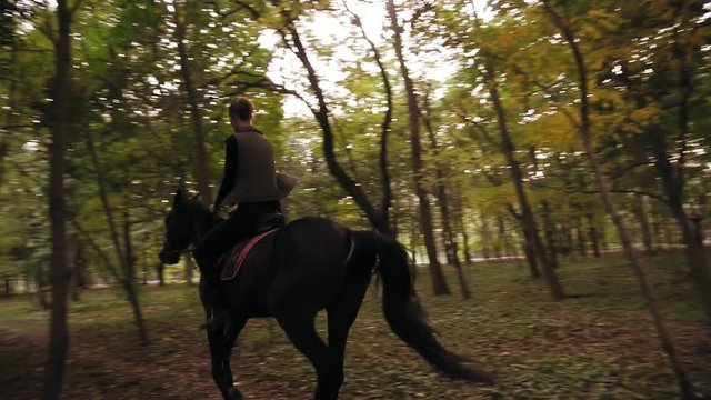 Professional female rider gallop in park: young female rider on the horse on a shady forest gallop. Horse riding in the autumn forest
