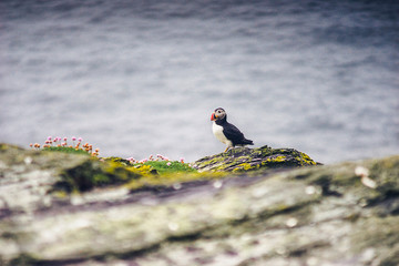 Skellig Puffins, Wild Atlantic Way wildlife shoot
