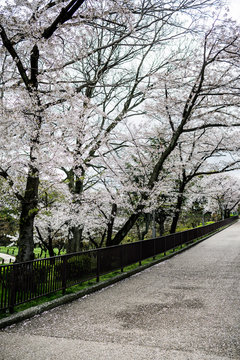 Park path with sakura trees