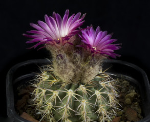 Cactus in a pot isolated in a black background