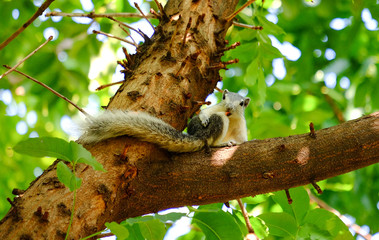 Squirrel