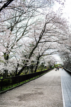 Park path with sakura trees