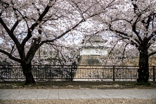 View of Osaka Castle with sakura trees