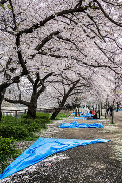 Hanami in Osaka Castle Park