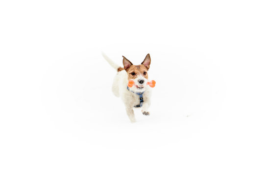 Winter scene: dog with toy bone runs on white snow
