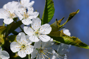 Obraz premium Blossoming cherry against the blue sky. Focus on the foreground. Shallow depth of field