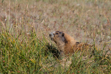 Marmot posing in the grass on sunny day