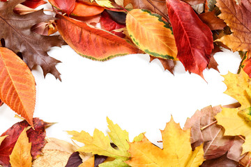 Beautiful frame made of autumn leaves on white background