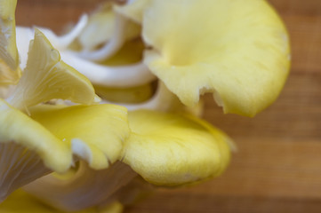 fresh yellow oyster mushrooms on a bamboo Board