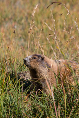 Naklejka na ściany i meble Marmot posing in the grass on sunny day