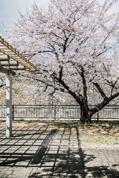 Park path with sakura trees