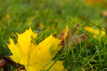 autumn leaves in green grass