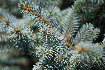 Naklejka na ściany i meble Green fluffy fir tree brunch close up