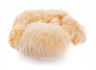 lion mane mushroom isolated on white background © nortongo