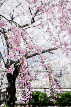 Sakura leaves closeup