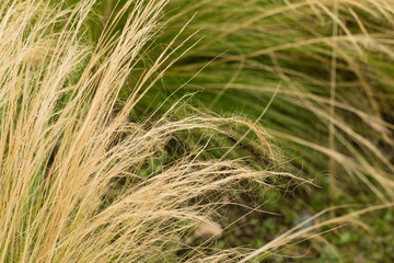 Ornamental grass background.