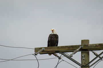 An American Bald Eagle on power pole