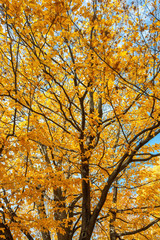 Falls Beauty nature scene. Autumnal Park, Autumn Trees, Autumn forest in Seasonal nature