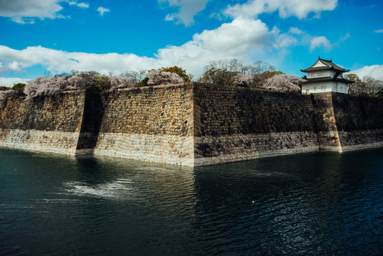 View of Osaka Castle with sakura trees