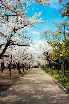 Park path with sakura trees