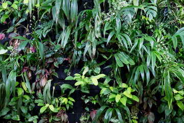 Ornamental plants