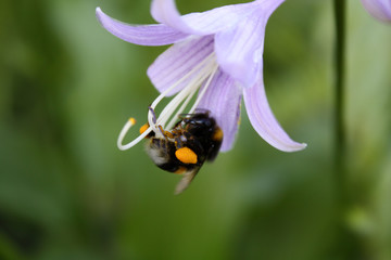 bumblebee on the flower of the host