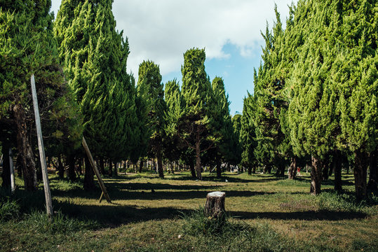 Trees in Osaka Castle