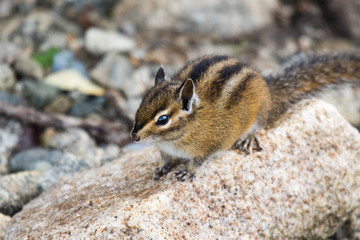 Cute and furry chipmank sitting on a rock (Tamias striatus)