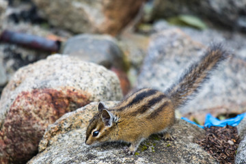Cute and furry chipmank sitting on a rock (Tamias striatus)