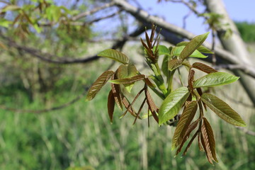 Fototapeta premium sprouting walnut leaves in the spring