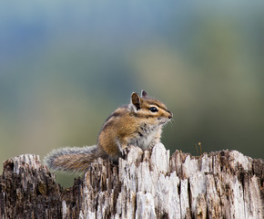 Chipmunk sitting on a stump and looking into camera.