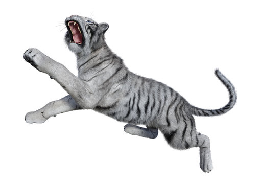 3D Rendering White Tiger on White
