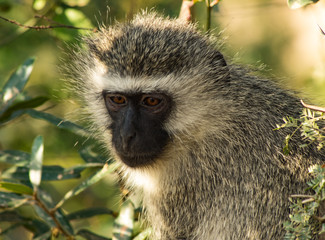 Baby monkey in Kruger national park