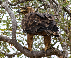Eagle in Kruger national park