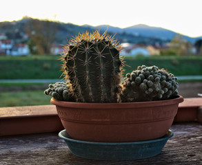 Cactus in the evening light