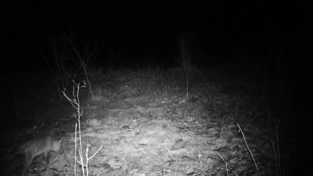 Fox (Vulpes vulpes) smells and eats in a wood in the night. Wildlife FullHD 1080p video.