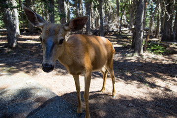 A female deer close up to camera. Friendlu doe in Olympic National Park.