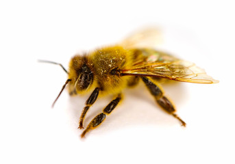 Golden beautiful bee isolated on a white background, closeup. One bee, view macro.