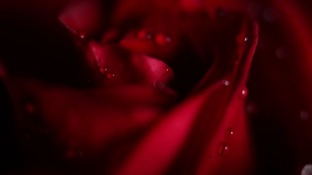 Super macro Slowly revolving deep red rose whit crystal clear water drops on it