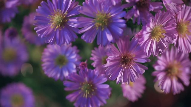Close up sliding refocusing shot of violet flowers at home.