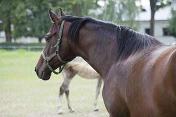 Obraz premium horses on the pasture