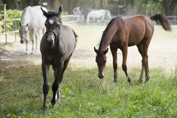 horses on the pasture
