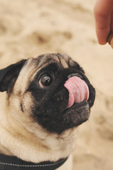 Hungry pug with tongue looking at food