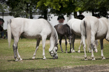 Obraz na płótnie Canvas horses on the pasture